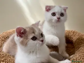 Scottish Fold cats Pedigree Adorable Scottish Fold Kittens - Advert 13