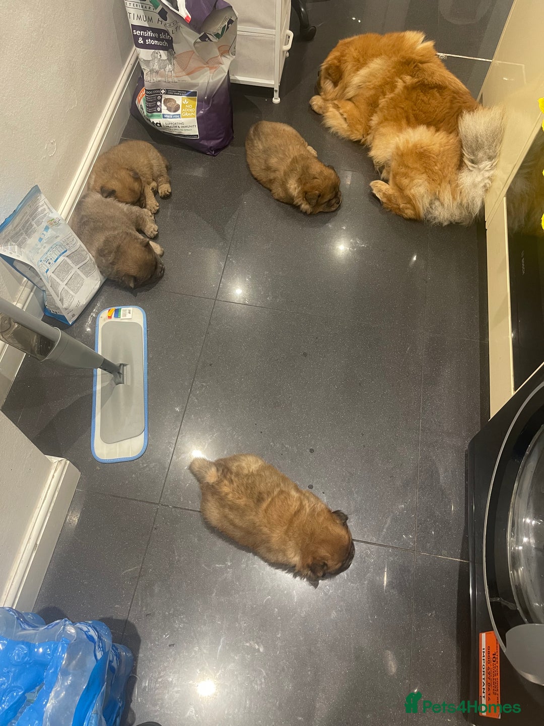 Chow Chow dogs for sale:  Chow chow  - Advert 15