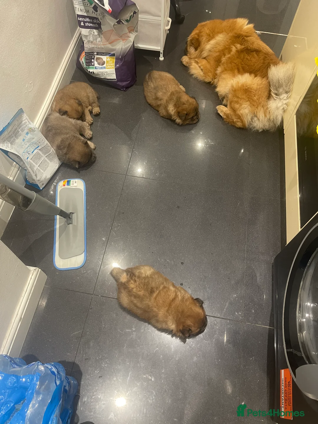 Chow Chow dogs for sale:  Chow chow  - Advert 16