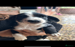 Mixed Breed dogs for sale: Beautiful litter of puppies. Mixed breeds❤️ - Image 21