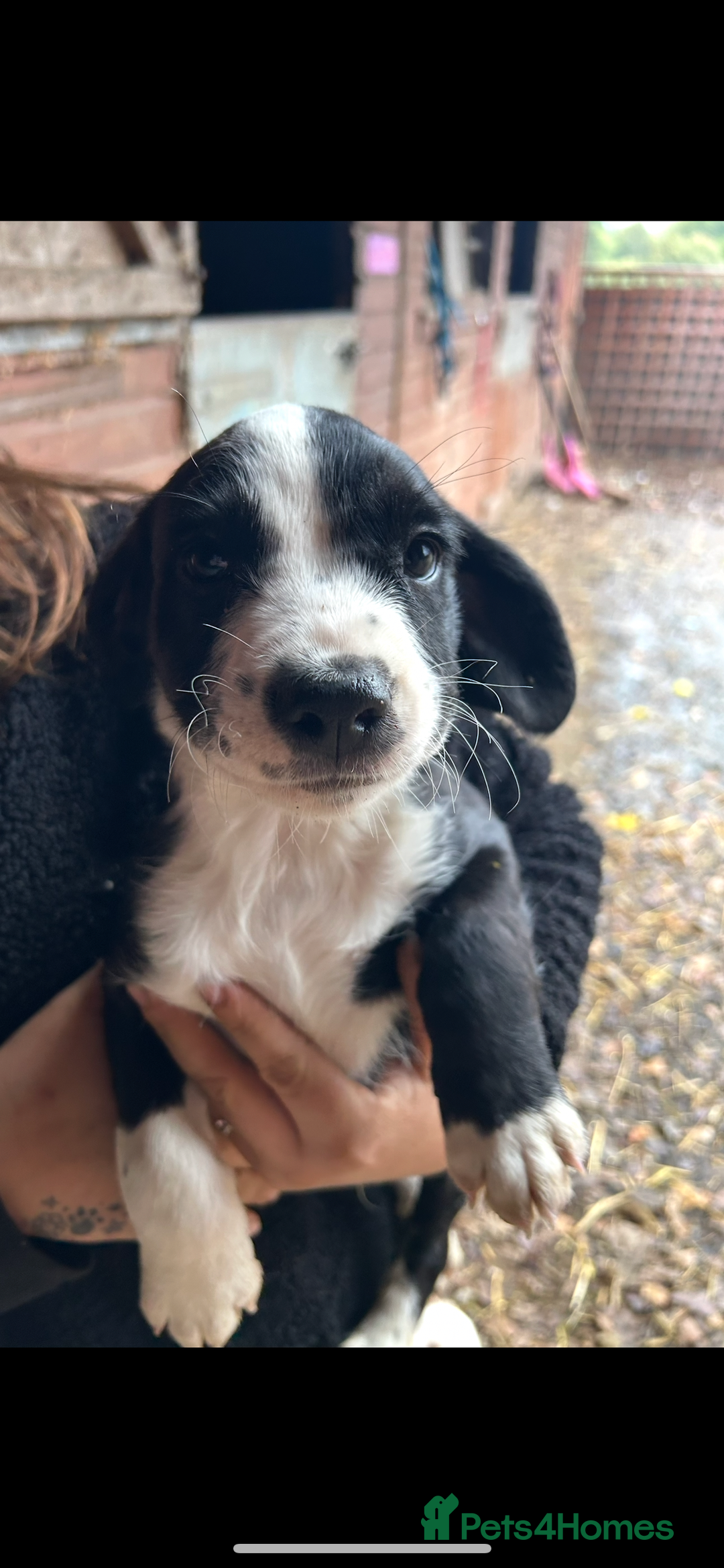 Mixed Breed dogs for sale: Beautiful litter of puppies. Mixed breeds❤️ - Image 21