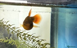 Platies fish for sale: Beautiful healthy baby Platy / Platies - Image 4