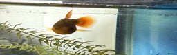 Platies fish for sale: Young vibrant Variatus Platys  - Advert 3