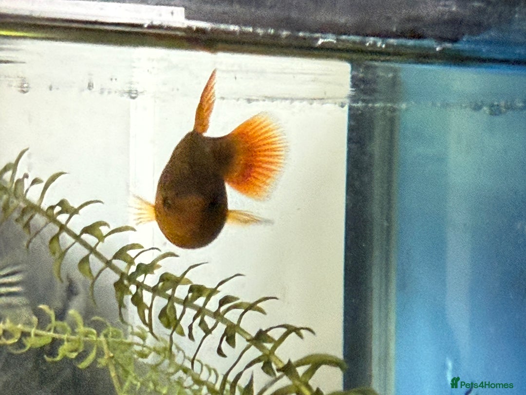 Platies fish for sale: Beautiful healthy baby Platy / Platies - Image 4