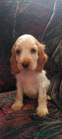 Cocker Spaniel dogs 5 gorgeous show type cocker spaniel puppies - Advert 5