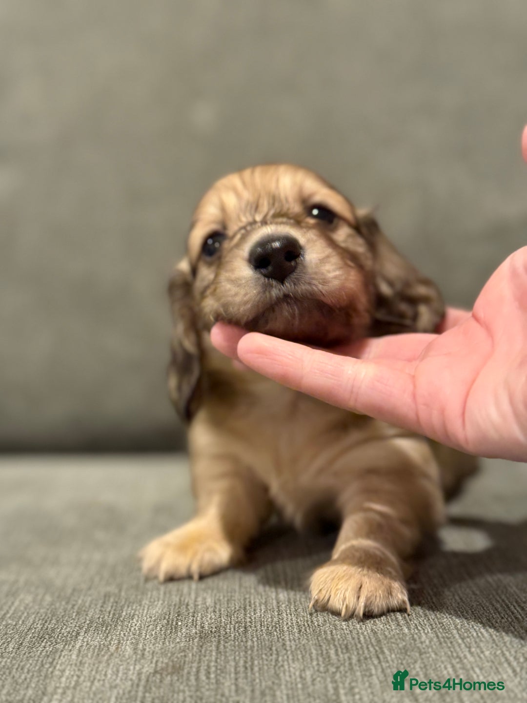 Miniature Dachshund dogs for sale: Shaded cream boy ready now - Advert 12