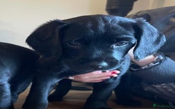 Labradoodle dogs for sale: Labradoodle F1B back to labrador - Image 7