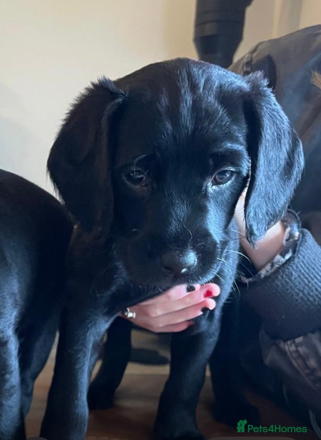 Labradoodle dogs for sale: Labradoodle F1B back to labrador - Image 7
