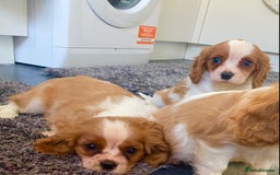 Cavalier King Charles Spaniel dogs for sale: Beautiful litter of King Charles Cavaliers - Image 7