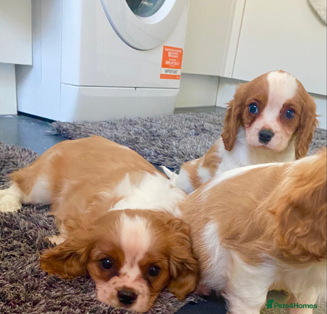 Cavalier King Charles Spaniel dogs for sale: Beautiful litter of King Charles Cavaliers - Image 7