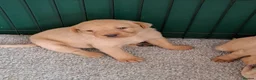 Labrador Retriever dogs for sale: KC Reg Labrador Pups - Advert 12