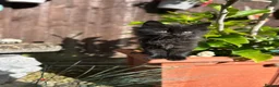 Mixed Breed cats for sale: Only one beautiful fluffy boy left! in Faringdon - Advert 28