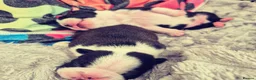 Boston Terrier dogs for sale: X2 Stunning Male Boston Terrier Puppies  in Newcastle upon Tyne - Advert 18