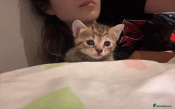 British Shorthair cats for sale: 3 Beautiful kittens looking for a new home  - Image 7
