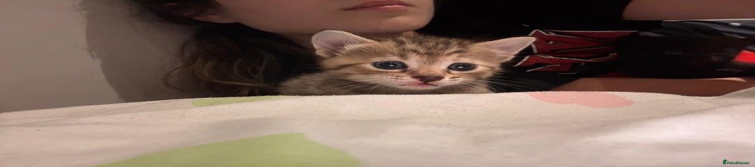 British Shorthair Kitten 3