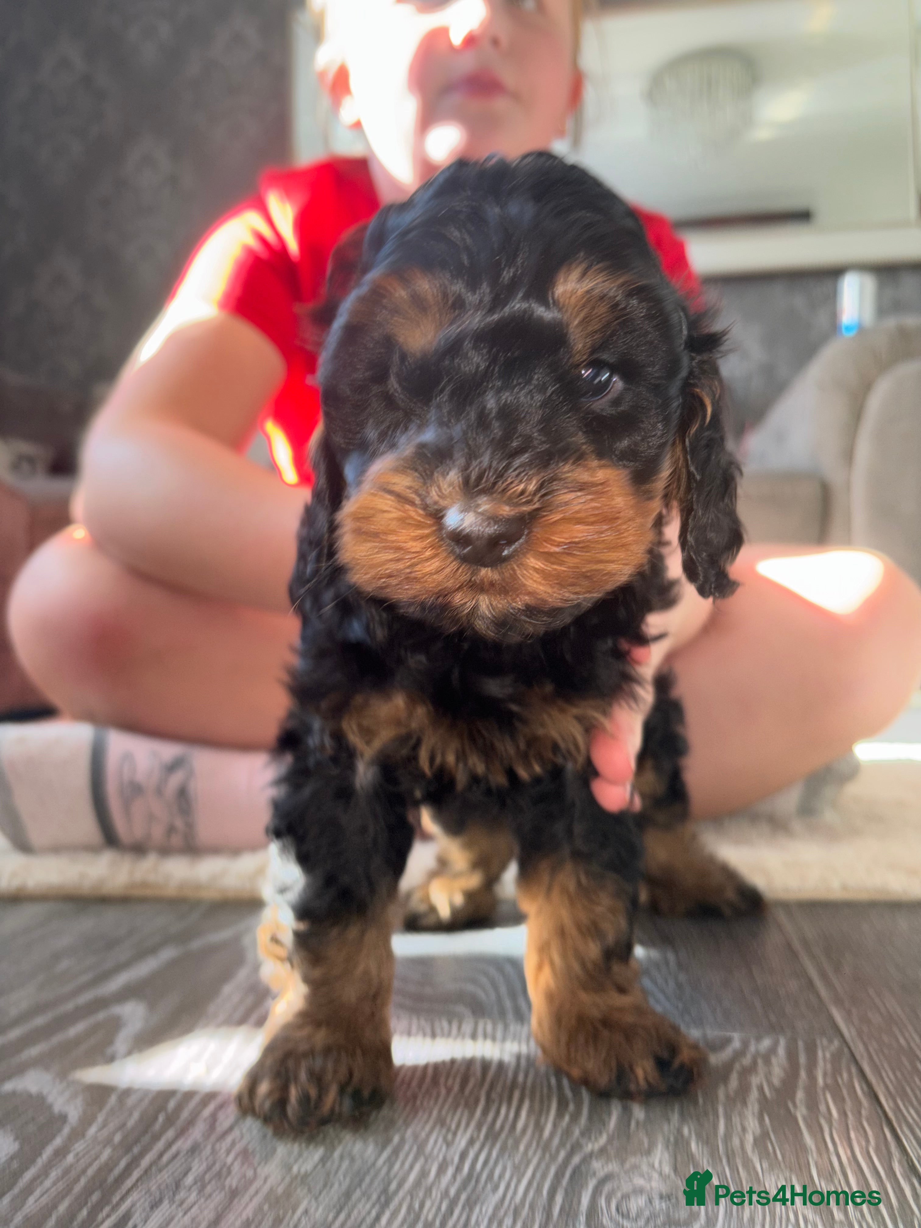 Cockapoo dogs Minature Cockapoo dog for sale  - Advert 12