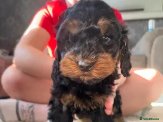 Cockapoo dogs Minature Cockapoo dog for sale - Advert 12