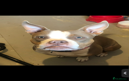 American Bully dogs for sale: American pocket bully 3yrs old female  - Image 5