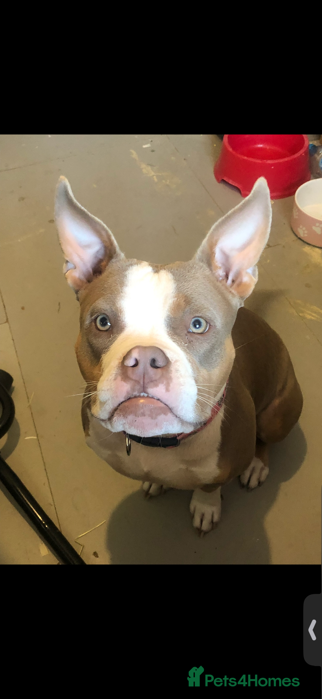 American Bully dogs for sale: American pocket bully 3yrs old female  - Image 5