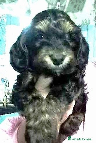 Cockapoo dogs 1 Stunning F1 Male Cockapoo Available Now  - Advert 1