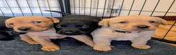Labrador Retriever dogs for sale: Labrador puppies  in Oswestry - Advert 7