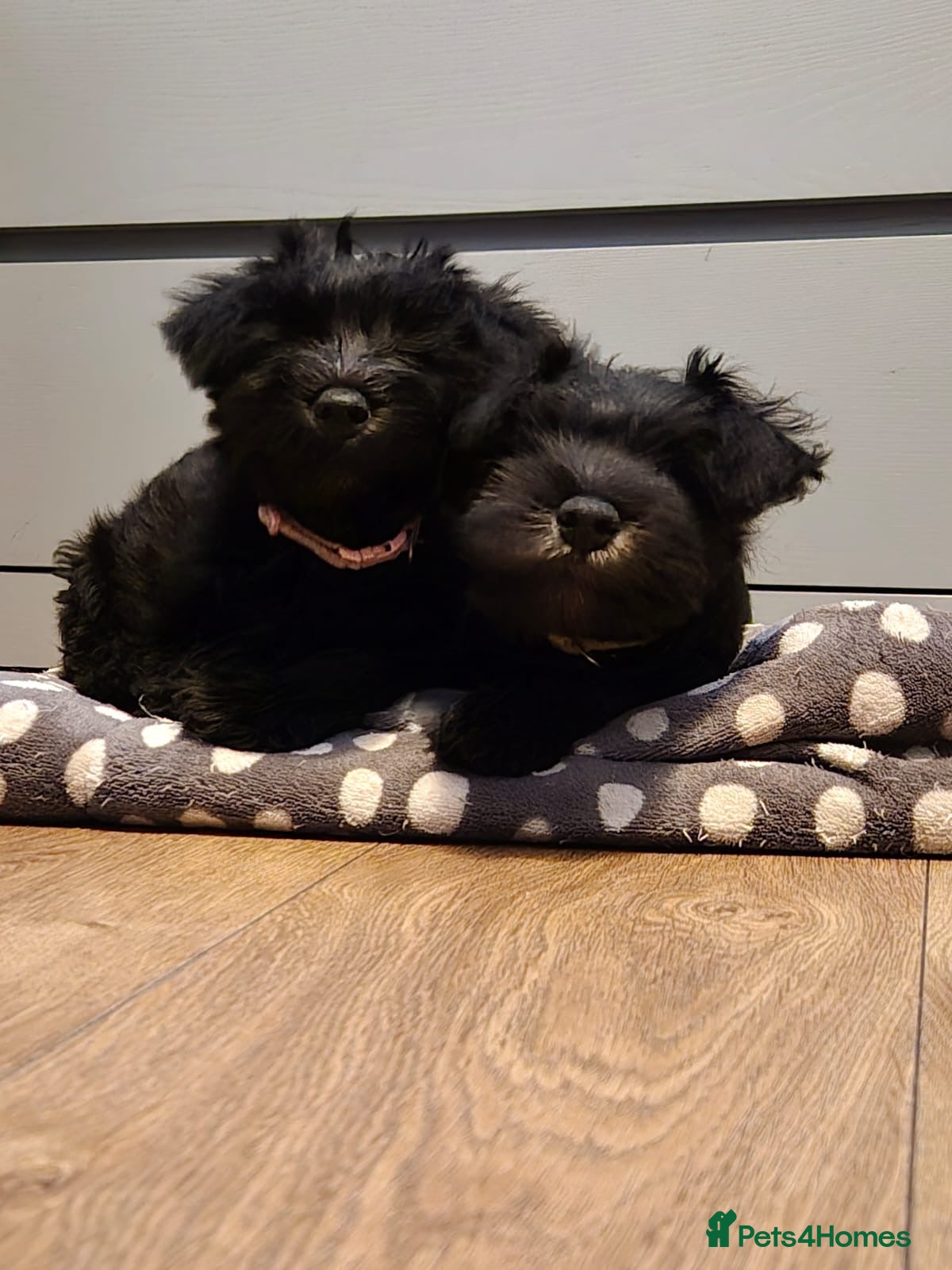 Miniature Schnauzer dogs KC Miniature Schnauzer Puppies  - Advert 11