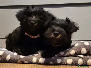 Miniature Schnauzer dogs KC Miniature Schnauzer Puppies - Advert 11