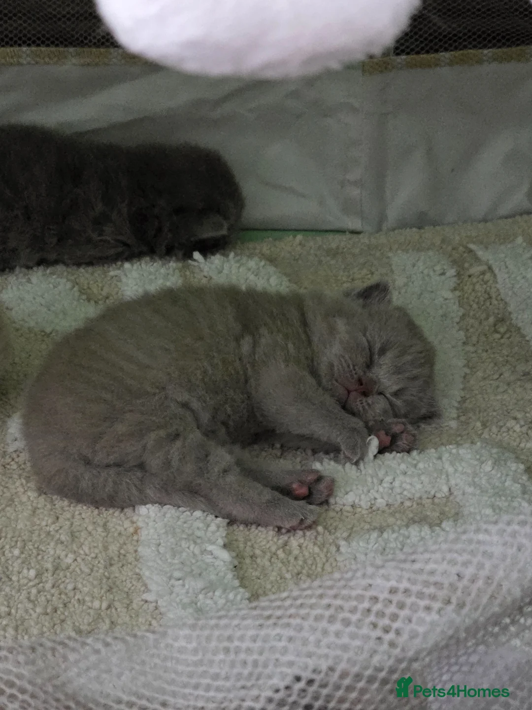 British Shorthair cats for sale: *** Last 2 GCCF British Shorthair kittens*** - Advert 2