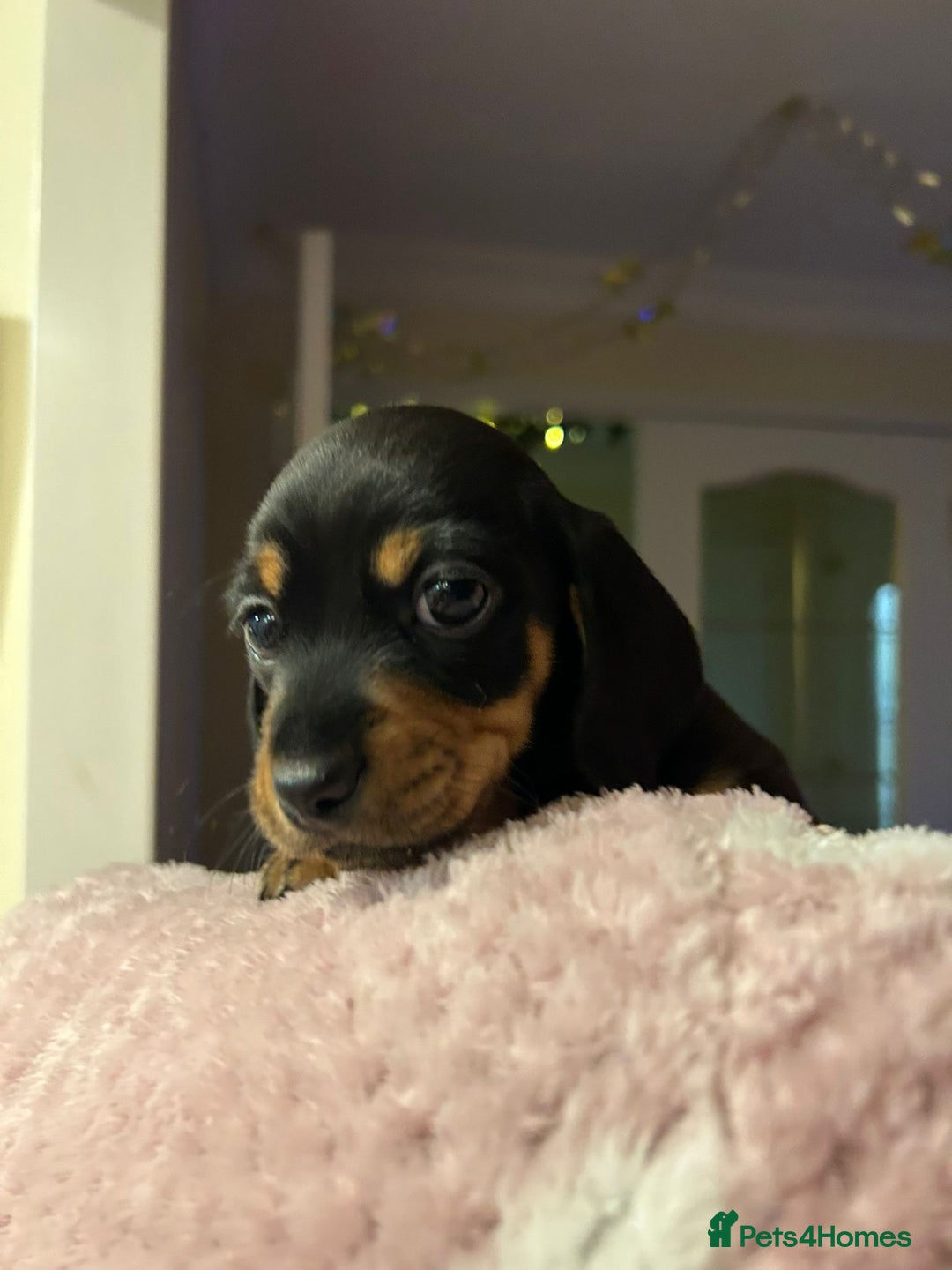 Dachshund dogs for sale: 4 gorgeous pups - Advert 11