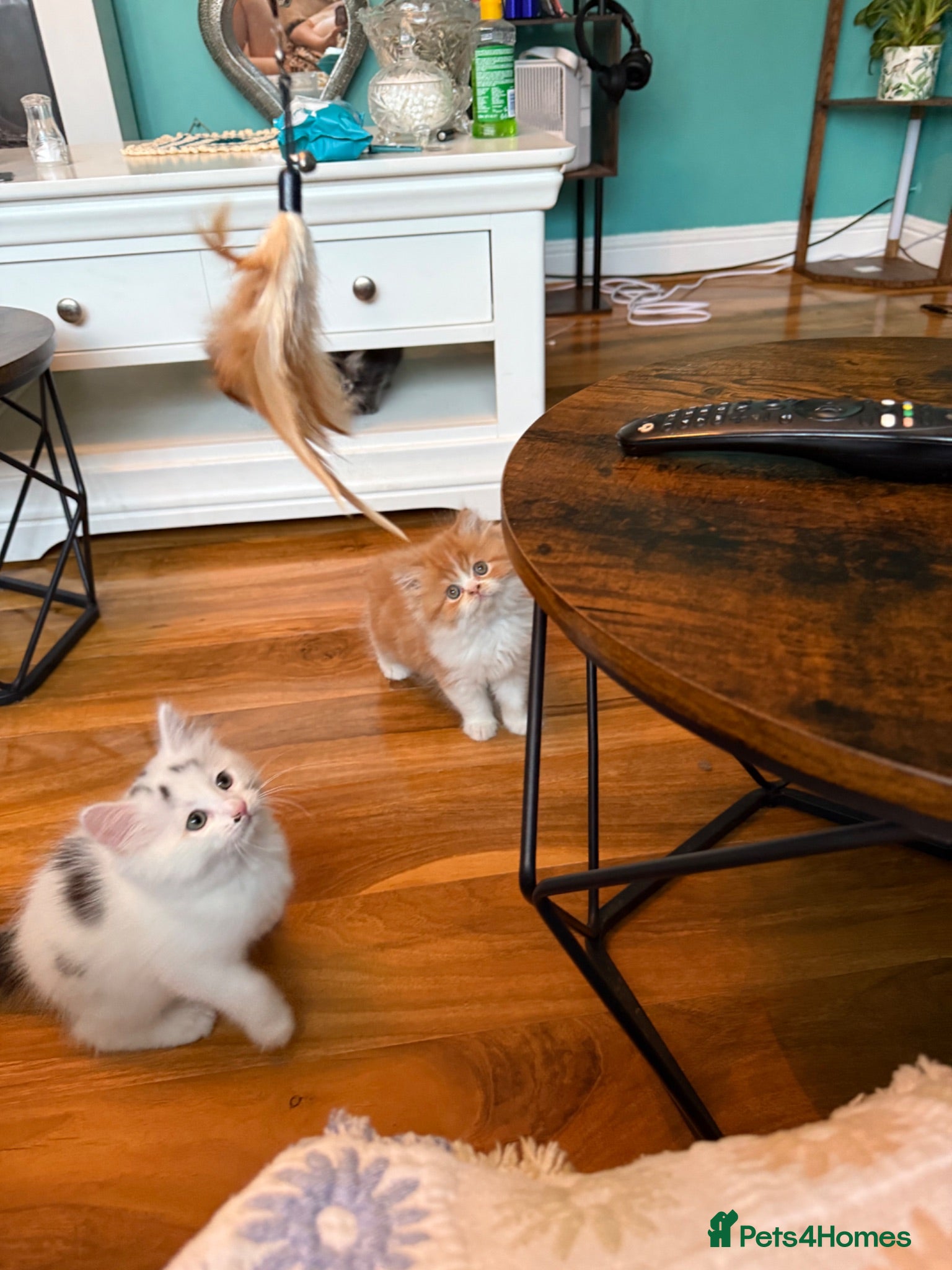 Persian cats Stunning persian kittens £495 - Advert 2