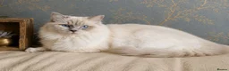 Ragdoll cats for stud: Ragdoll Stud - Experienced  - Advert 2