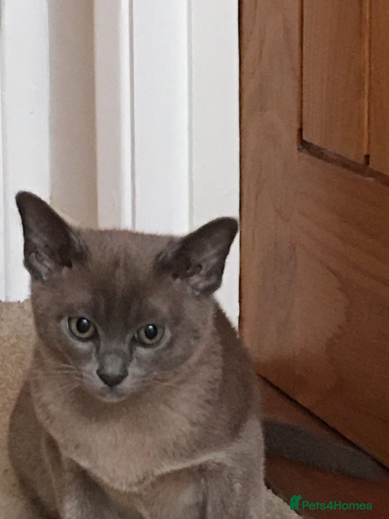 Burmese cats for sale: Burmese kittens  - Advert 2