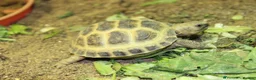 Tortoise reptiles for sale: BABY HORSFIELDS & SET UPS! - Advert 8