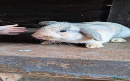 Mini Lop rabbits for sale: Mini lop *PLEASE READ* - Image 8