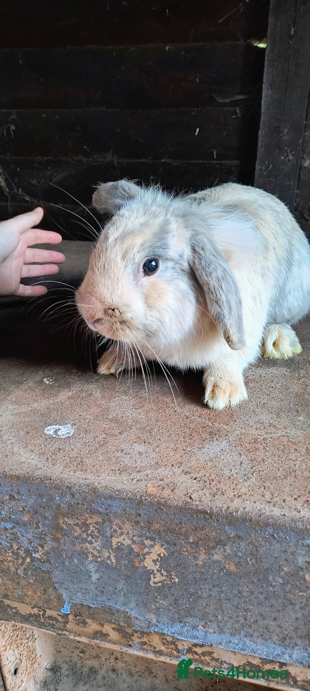 Mini Lop rabbits for sale: Mini lop *PLEASE READ* - Image 8
