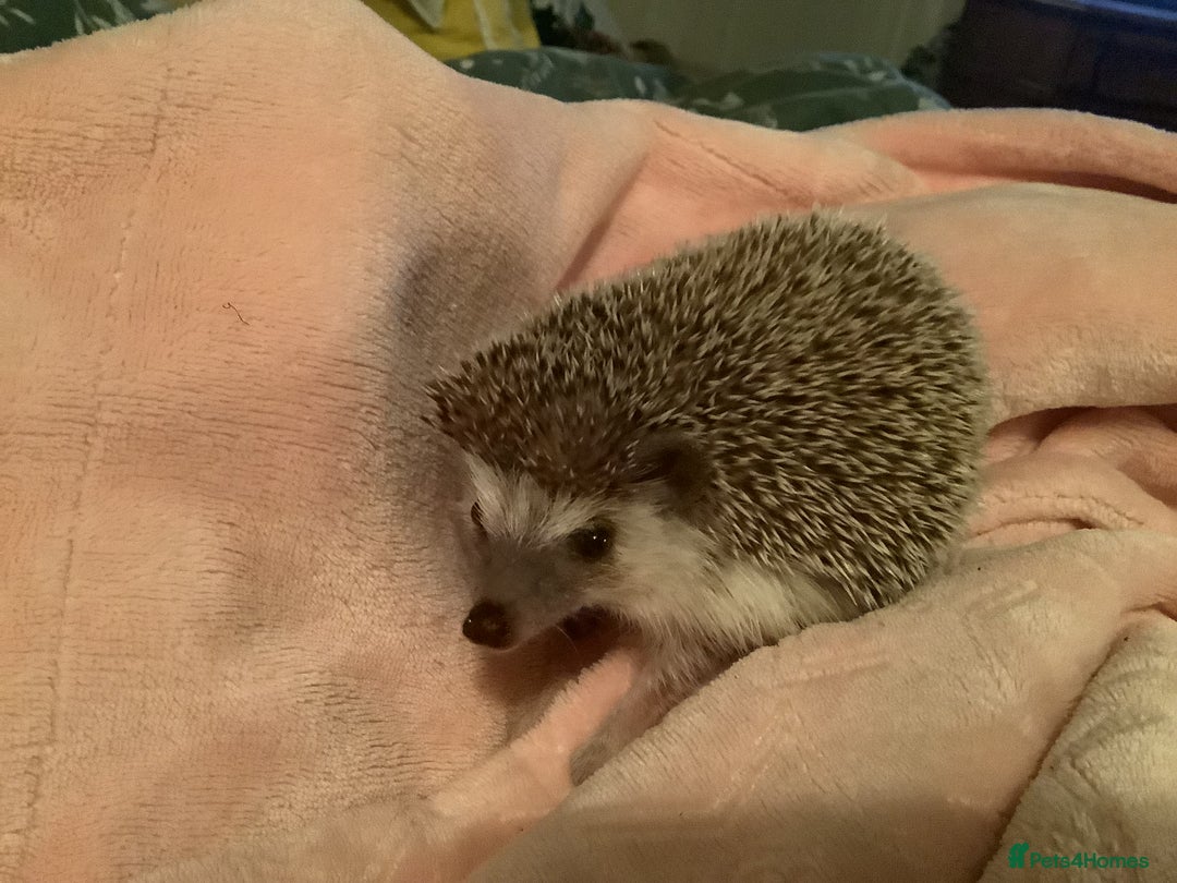 Pygmy Hedgehog rodents for sale: Beautiful little boy soft nature.Full pedigree. - Advert 2