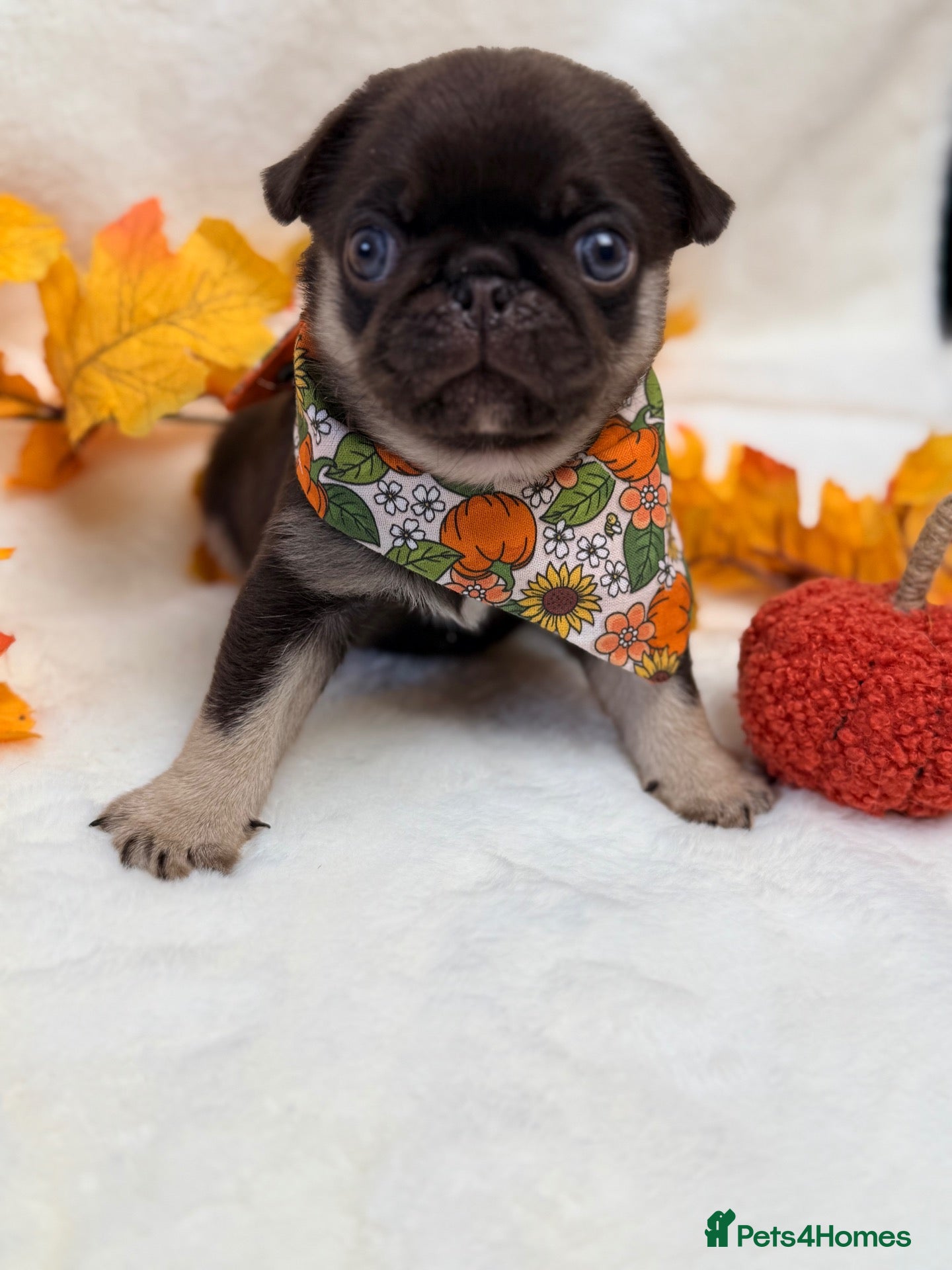 Pug dogs Last boy chocolate tan health tested  - Advert 1