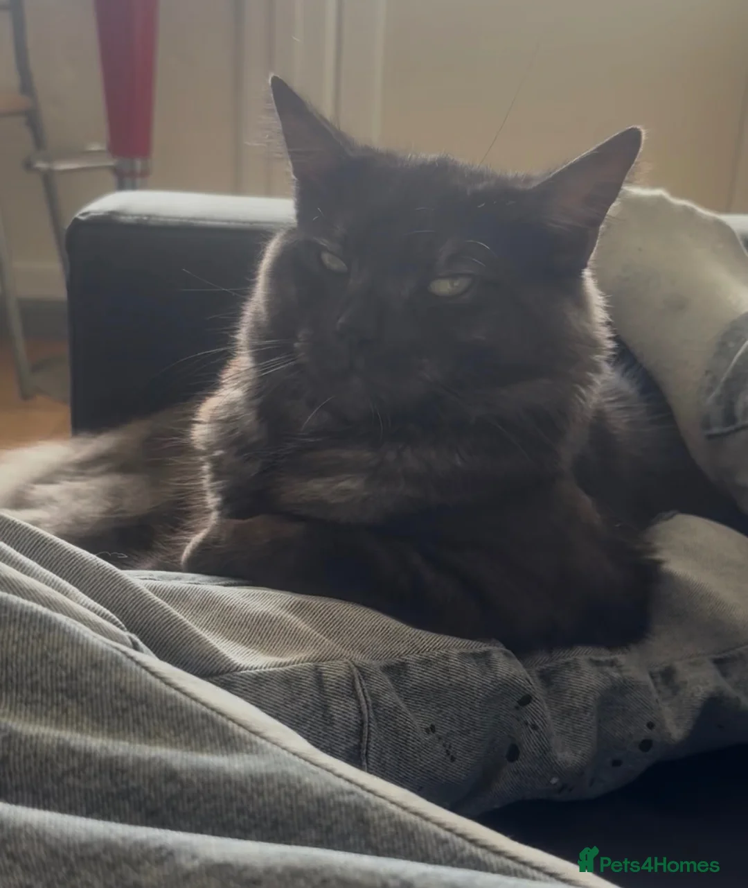 Persian cats for sale: He's is Alfa  - Advert 2