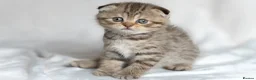 Scottish Fold cats for sale: 🐾Scottish Fold & Straight Kittens, 4Girls, 1Boy  - Advert 8