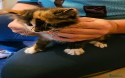 Mixed Breed cats for sale: Mixed Breed Kitten - Image 3