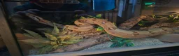 Boa Snake reptiles for sale: Boa snake + setup - Advert 3