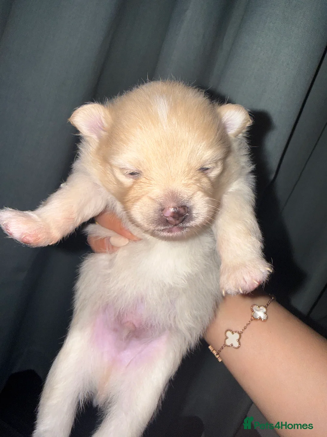 Pomeranian dogs for sale: Beautiful Healthy Puppies Ready for Loving Homes in Hayes - Advert 2
