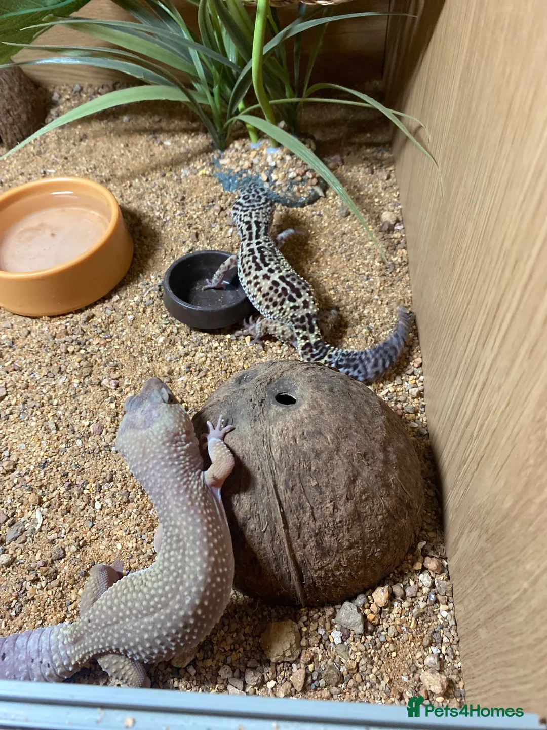 Leopard Gecko reptiles for sale: 🦎 TWO FEMALE LEOPARD GECKOS + STARTER KIT 🦎 in Horley - Advert 2