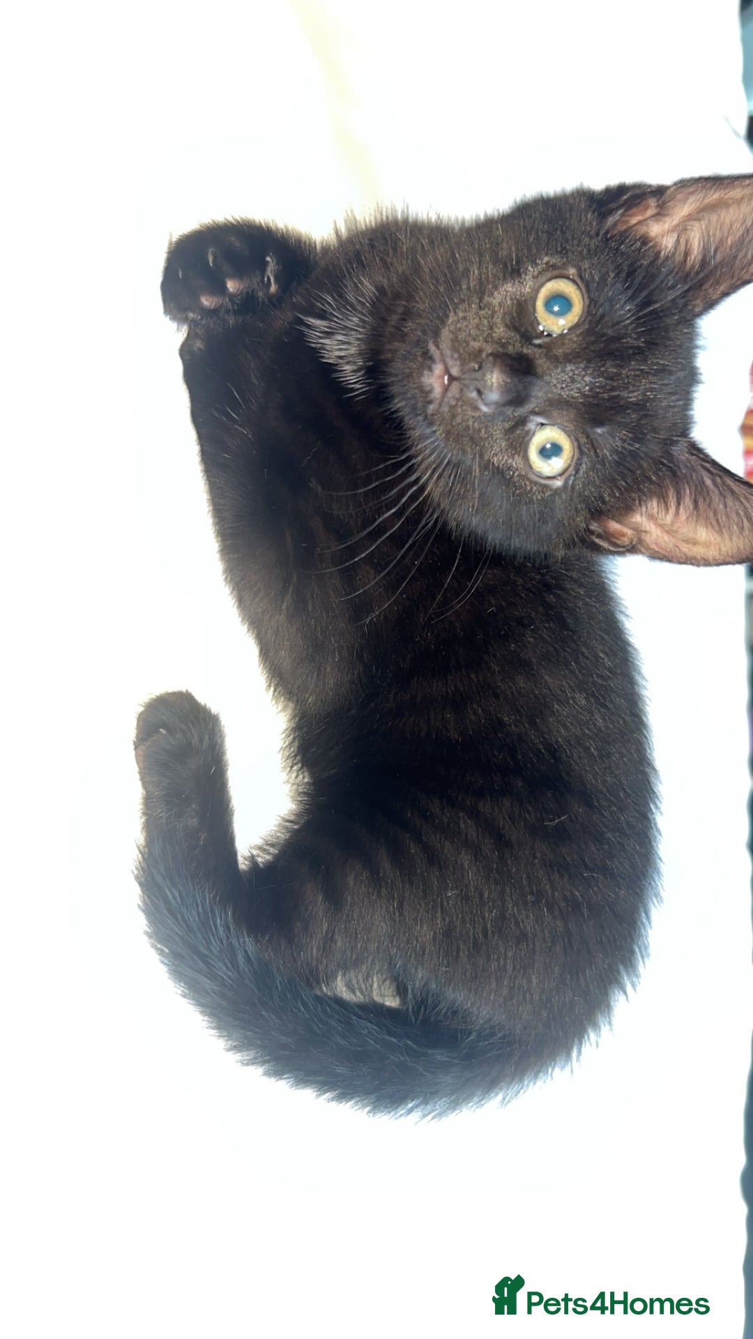 Bombay cats for sale: Black female kitten - Advert 1