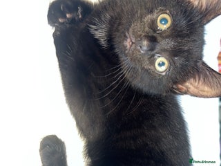 Bombay cats Black female kitten - Advert 2
