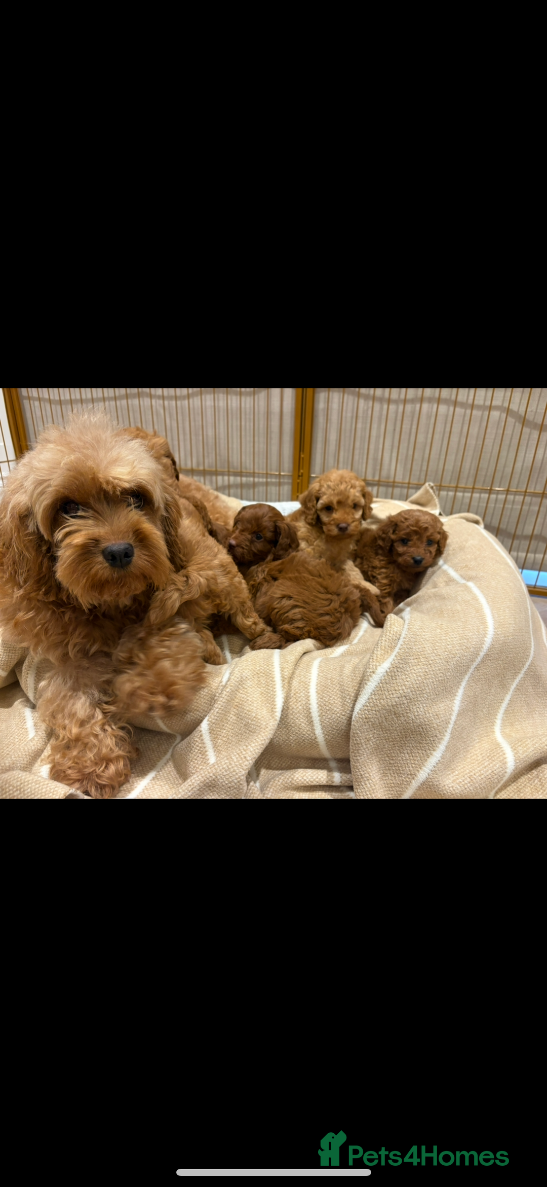 Cavapoo dogs for sale: LICENSED BREEDER QUALITY HEALTH TESTED CAVAPOOS - Advert 2