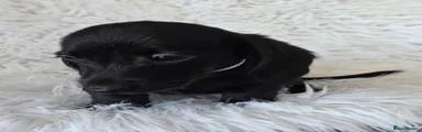 Miniature Dachshund 1