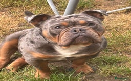 Old Tyme Bulldog dogs for stud: Old English bulldog for stud - Image 3