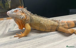 Iguana reptiles for sale: 4 Year Old Male Green (Red) Iguana - Image 3