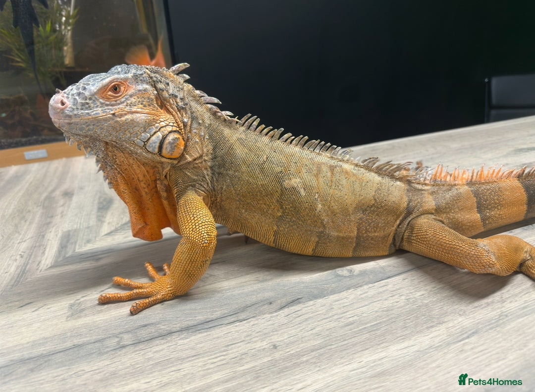 Iguana reptiles for sale: 4 Year Old Male Green (Red) Iguana - Image 3